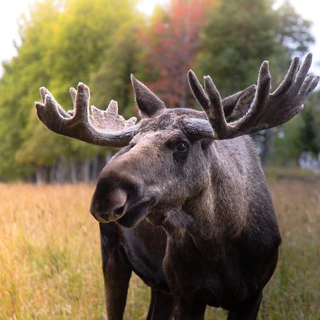 Вілла Moose Garden Orrviken Екстер'єр фото