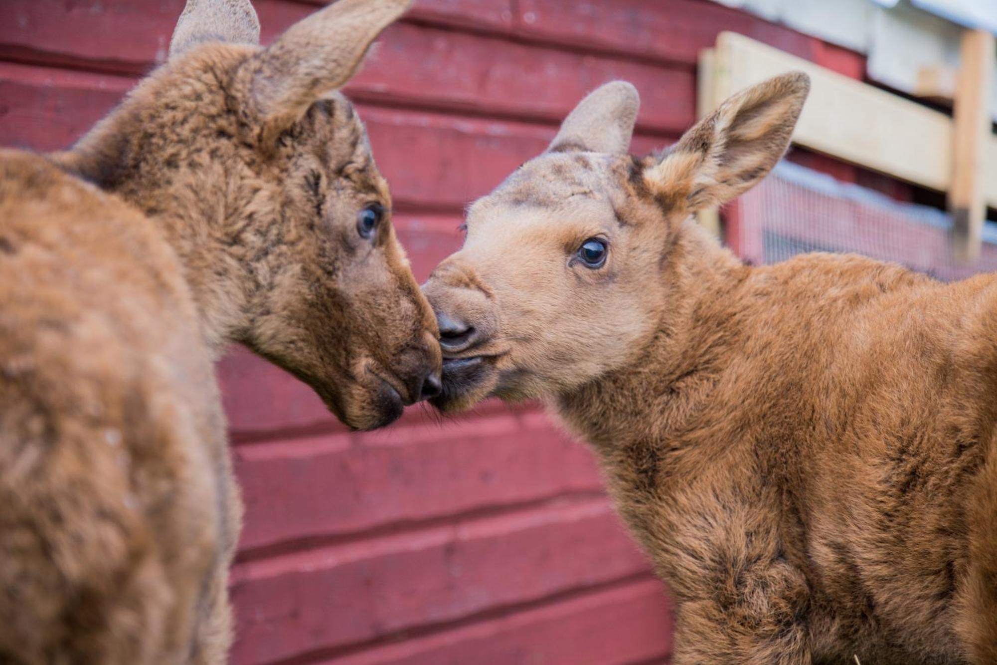 Вілла Moose Garden Orrviken Екстер'єр фото