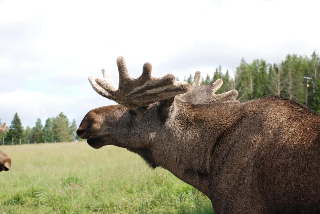 Вілла Moose Garden Orrviken Екстер'єр фото