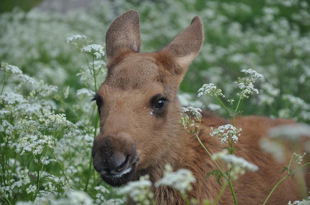 Вілла Moose Garden Orrviken Екстер'єр фото