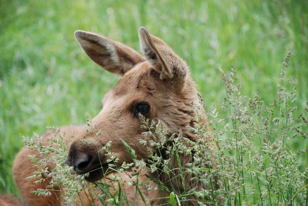 Вілла Moose Garden Orrviken Екстер'єр фото