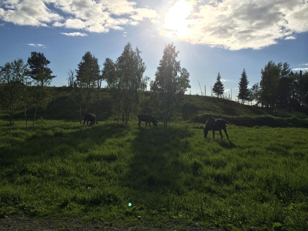 Вілла Moose Garden Orrviken Номер фото