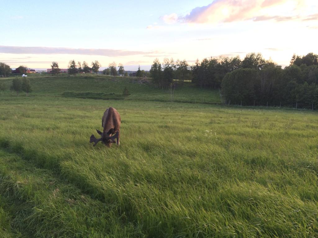 Вілла Moose Garden Orrviken Екстер'єр фото