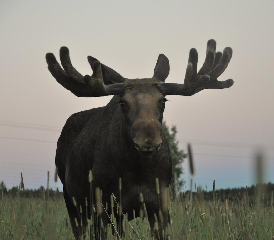Вілла Moose Garden Orrviken Екстер'єр фото