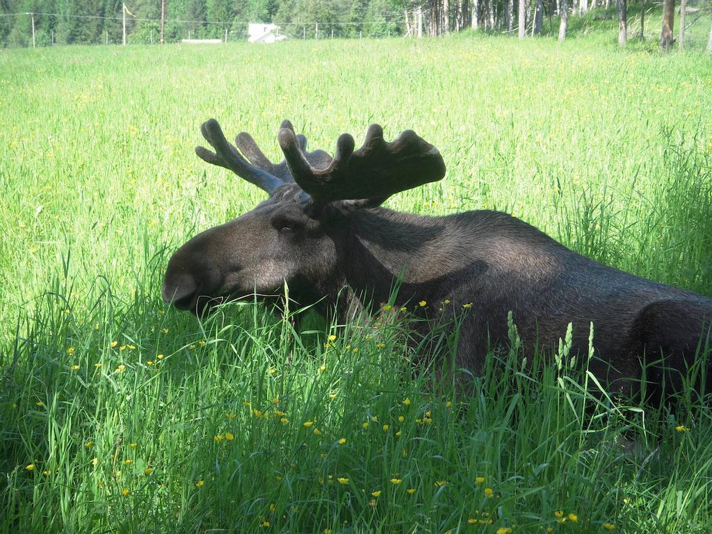 Вілла Moose Garden Orrviken Екстер'єр фото