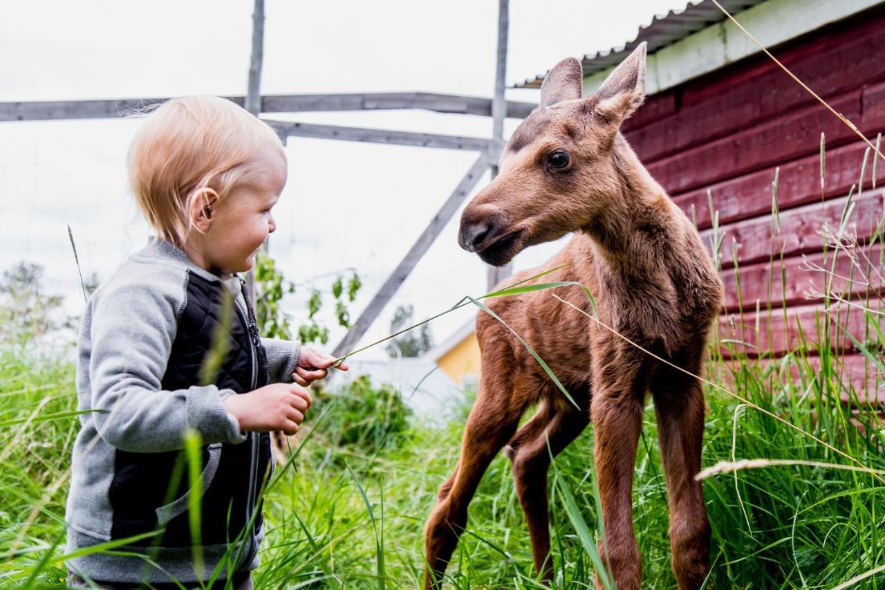 Вілла Moose Garden Orrviken Екстер'єр фото